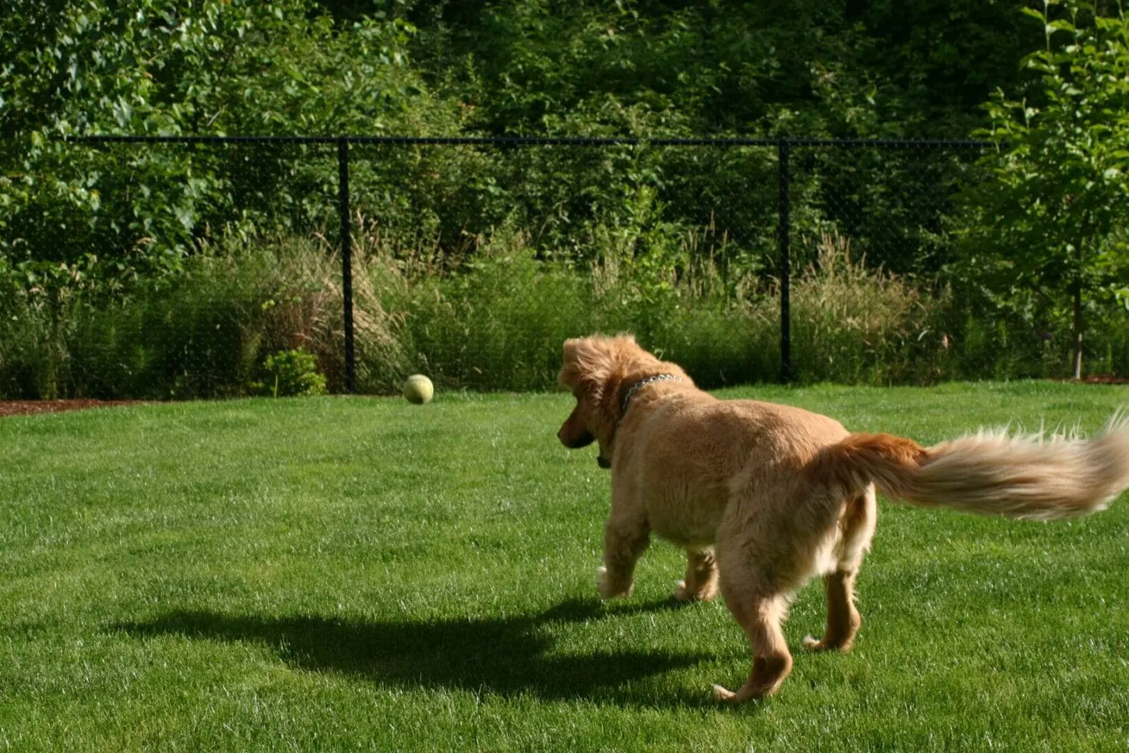 Dog running on grass toward ball