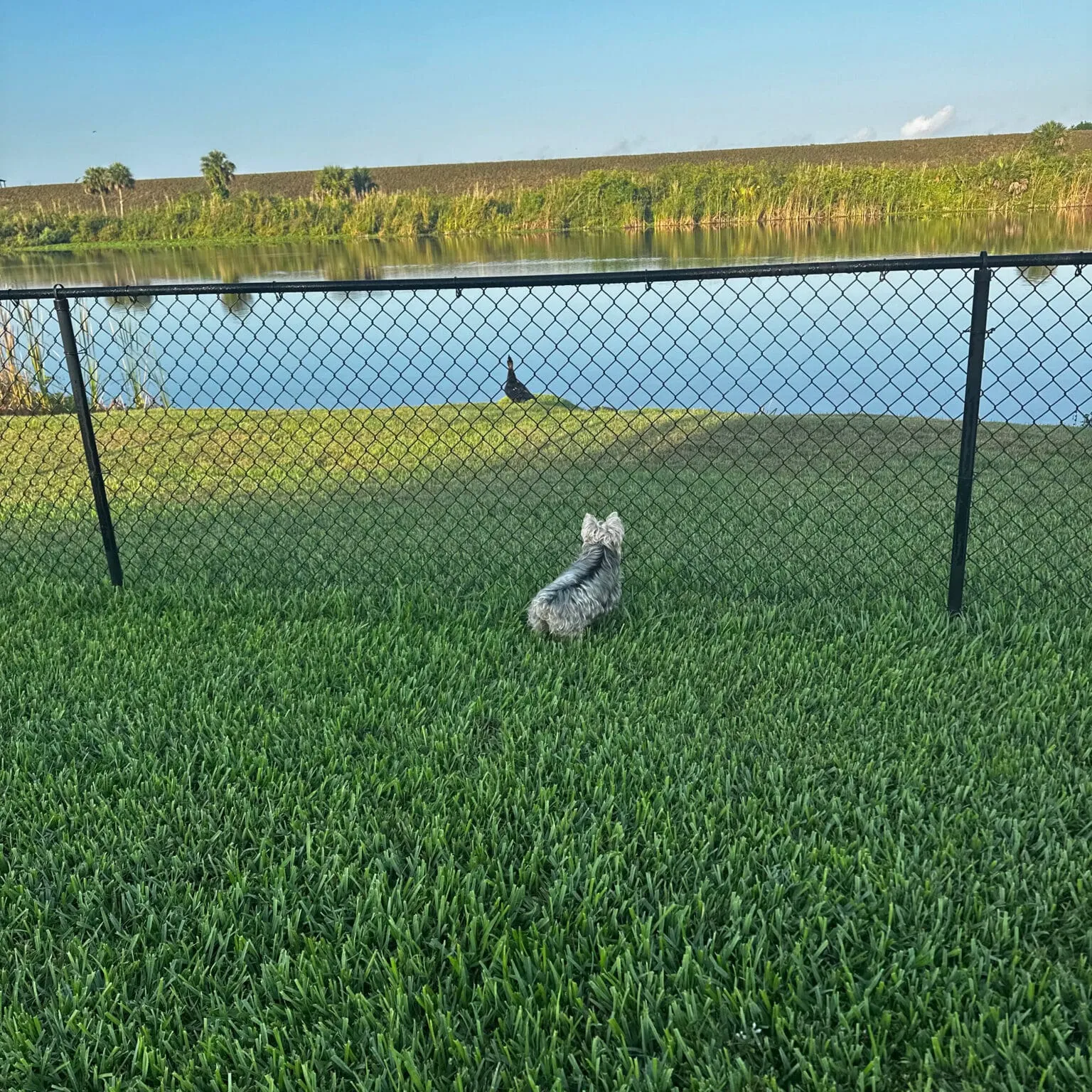 Small dog gazing at tranquil pond