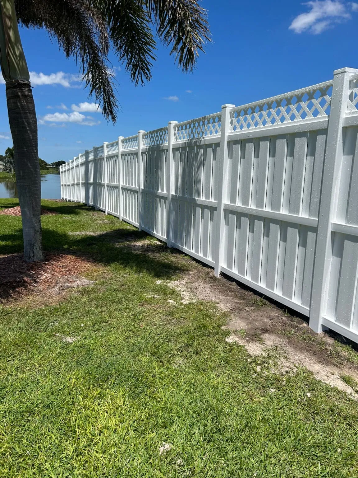 Tall fence beside a palm tree