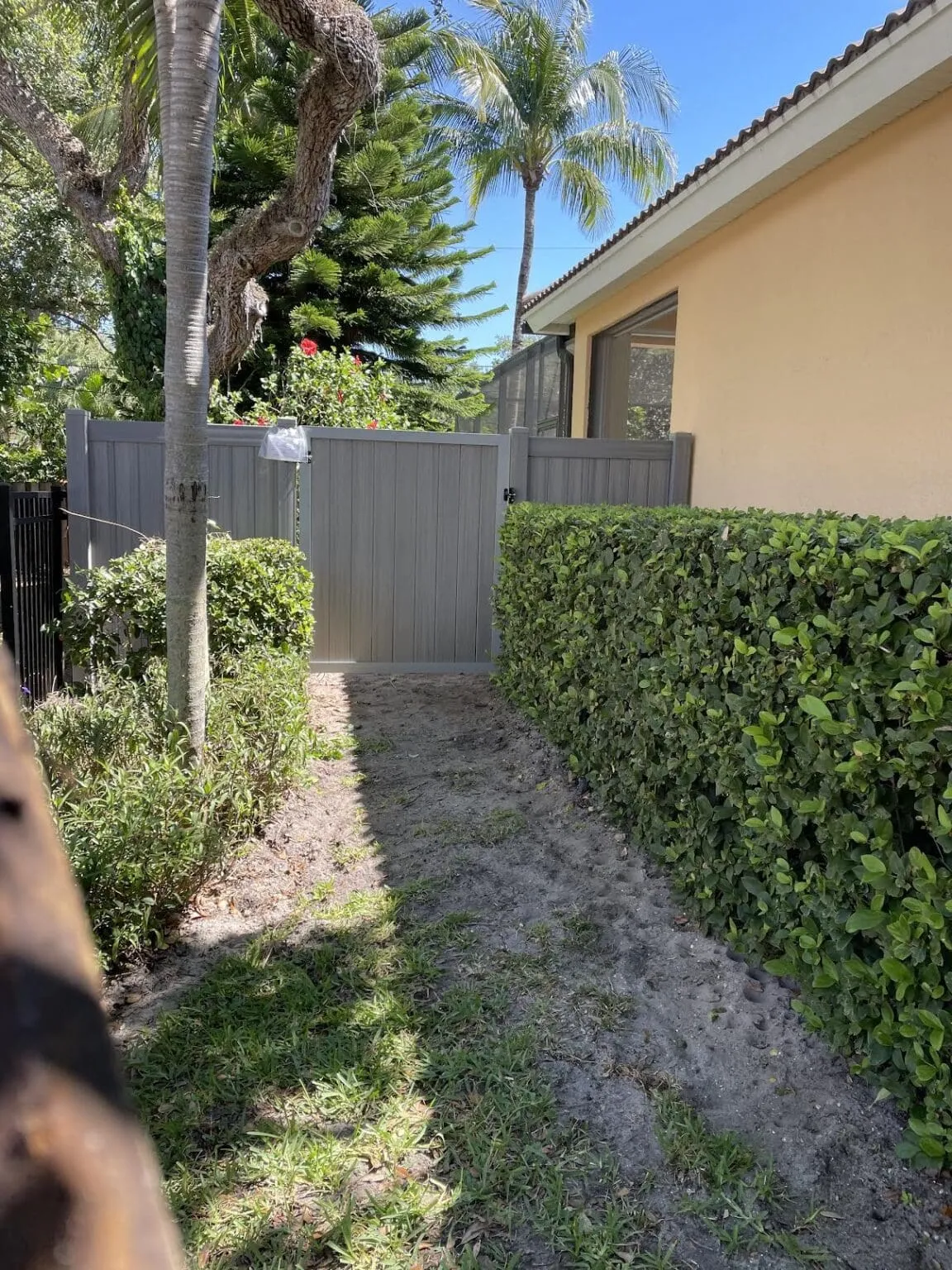Backyard path with hedges and trees
