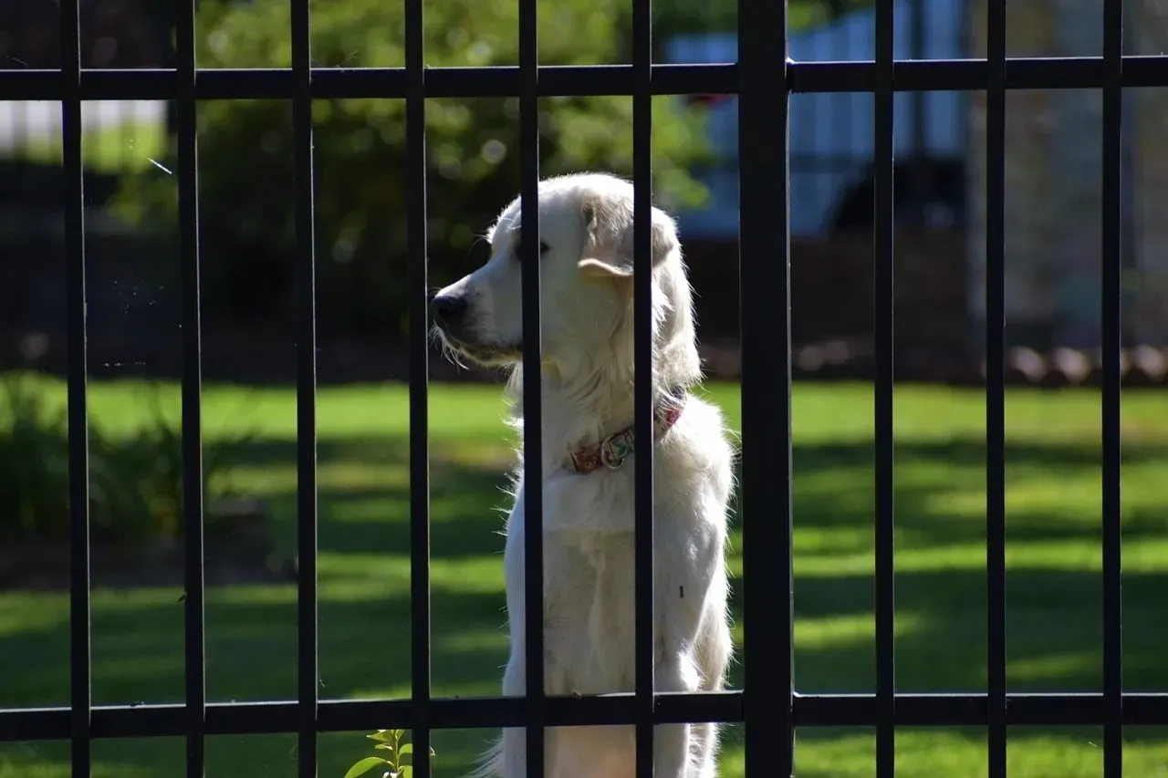 Dog behind metal fence in sunlight